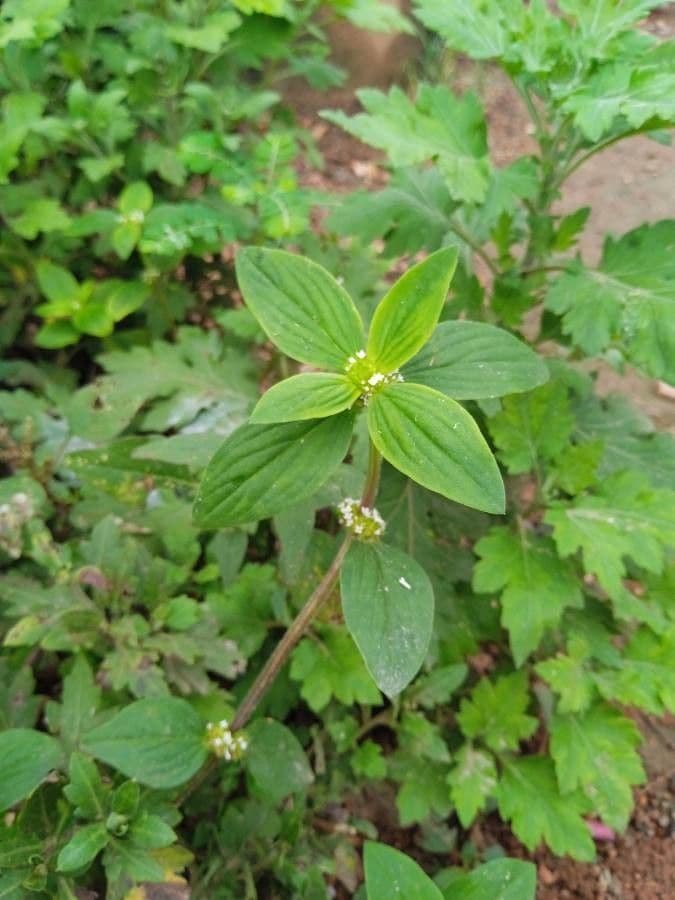 Mitracarpus hirtus 16