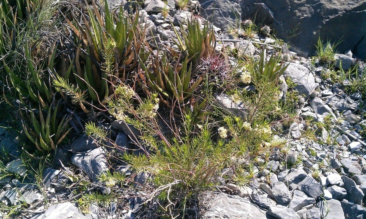Asclepias linaria 12