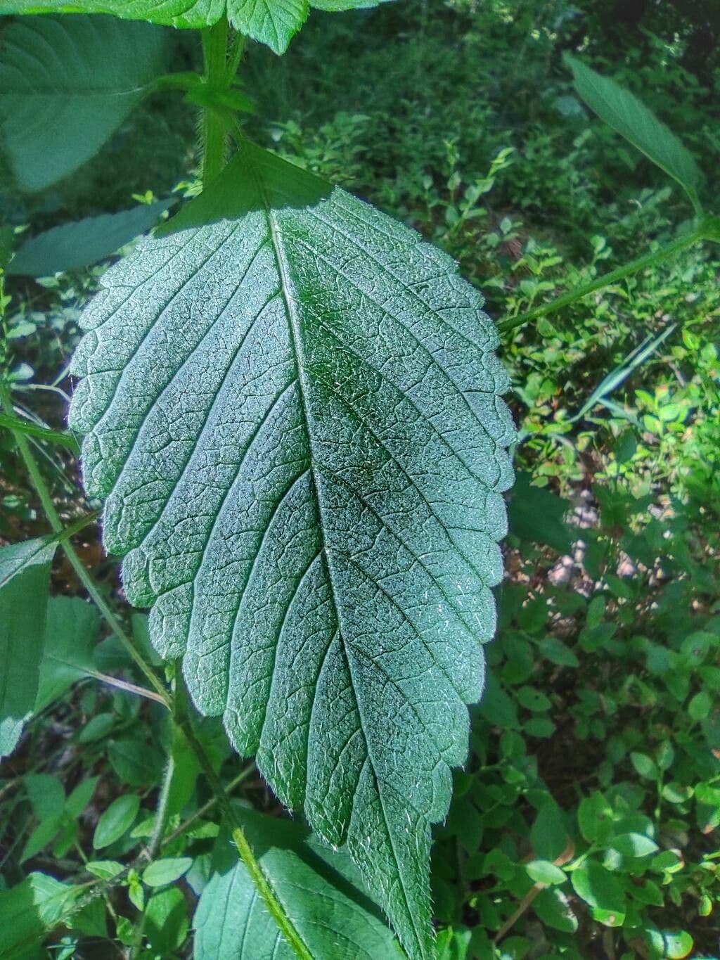 Canapetta bifida 16