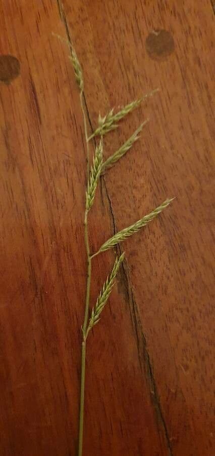 Eriochloa