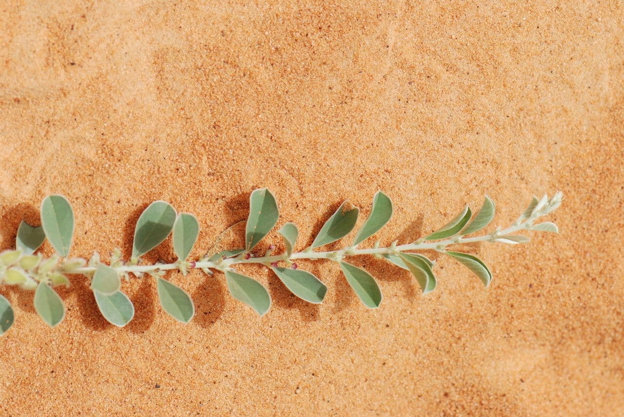Indigofera diphylla 14