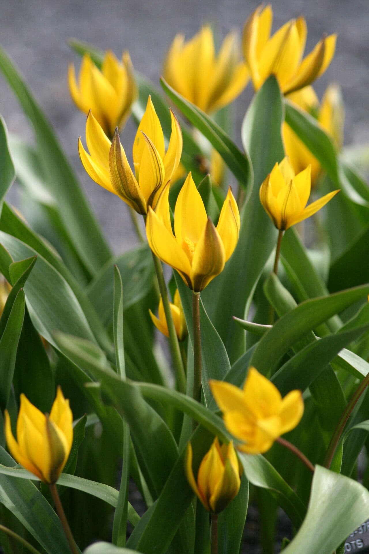 Tulipano 3