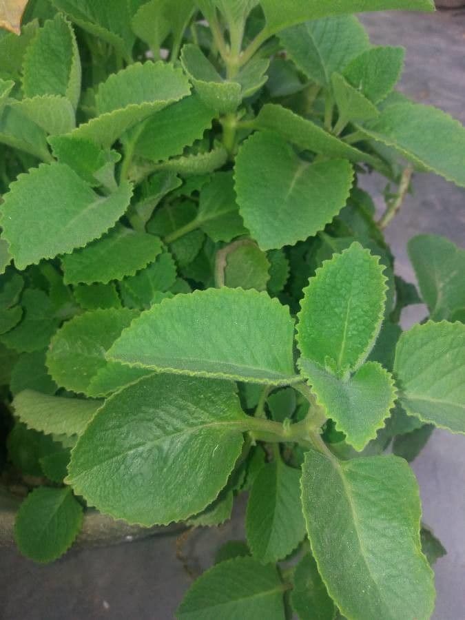 Cuban-oregano