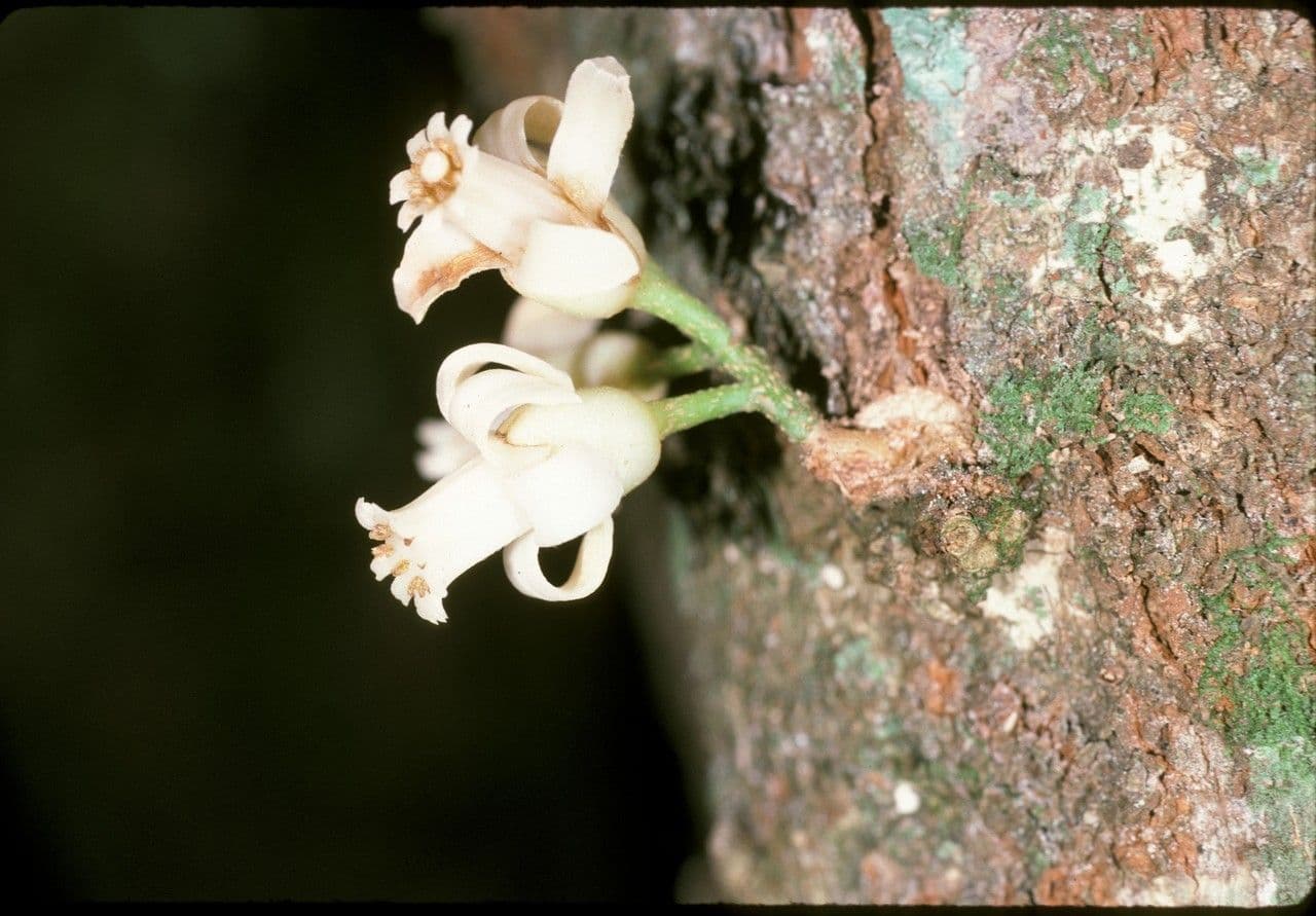 Dysoxylum 6