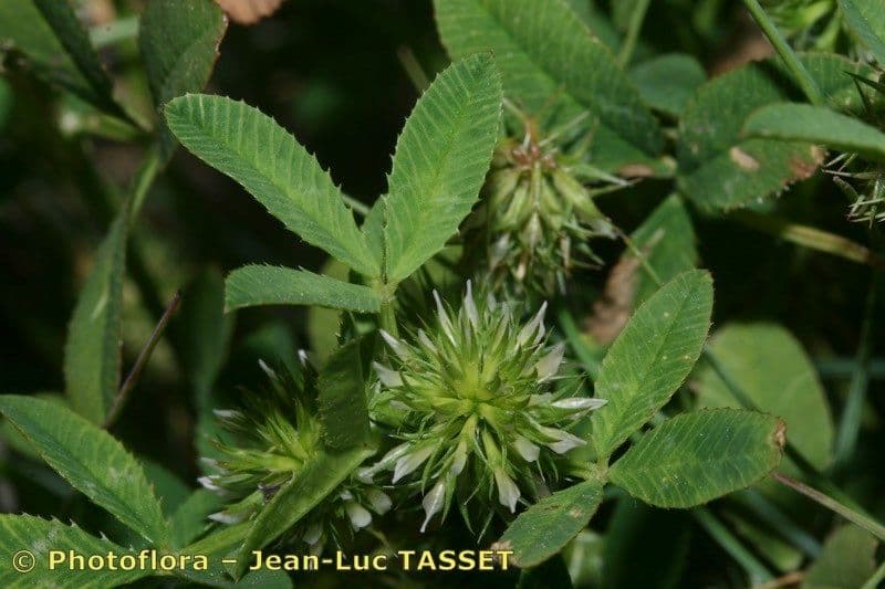 Teasel clover 9