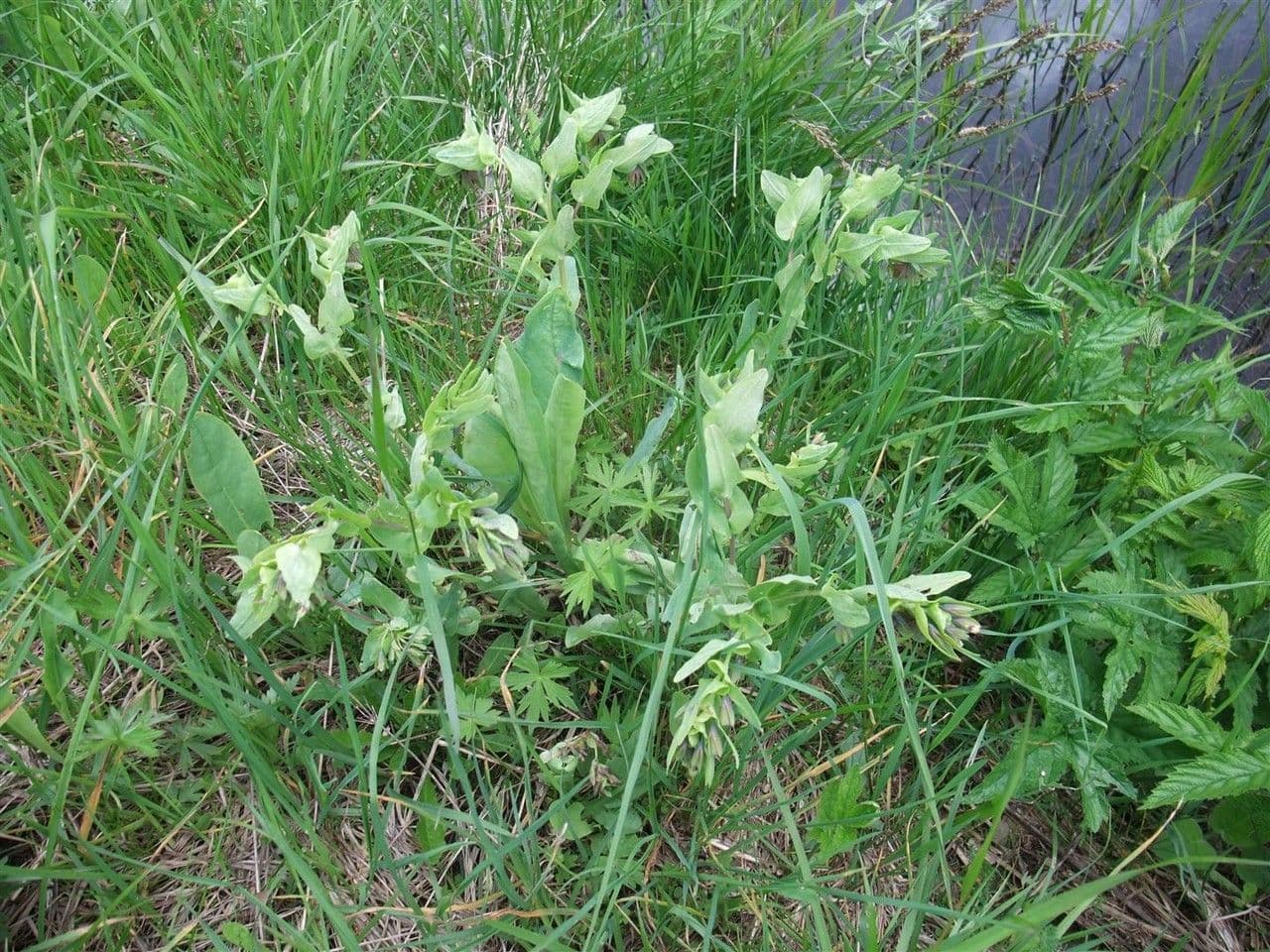Cerinthe liscia 14