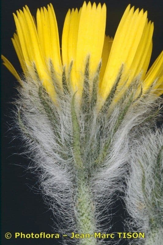 Hieracium