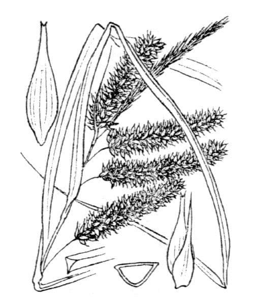 Ostřice pašách 25