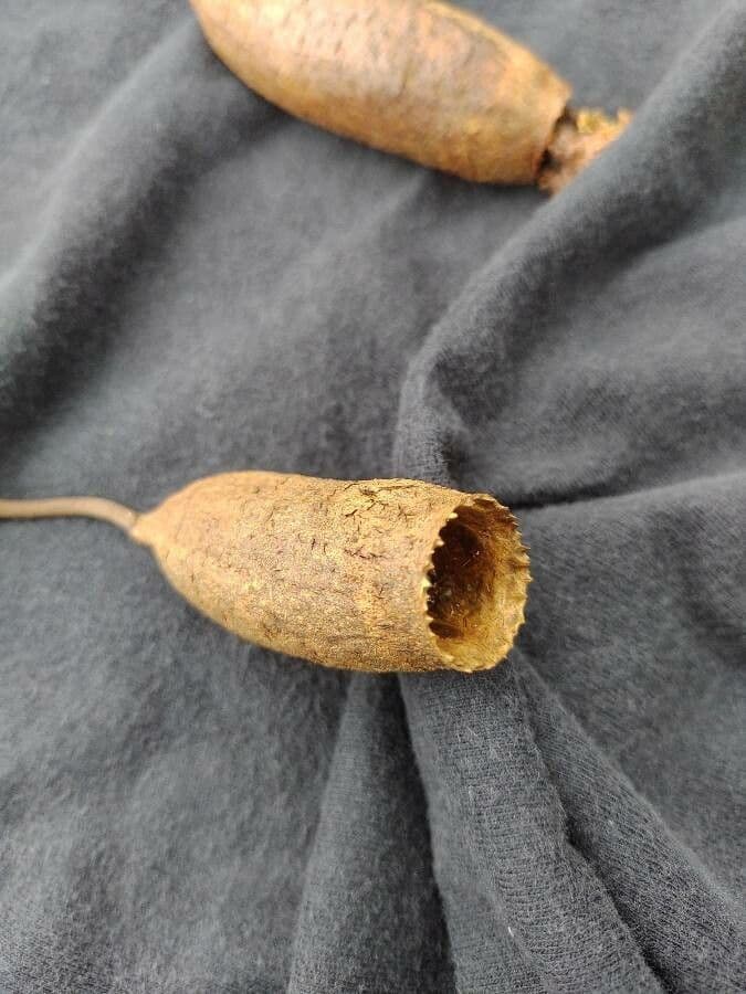 Cariniana 3