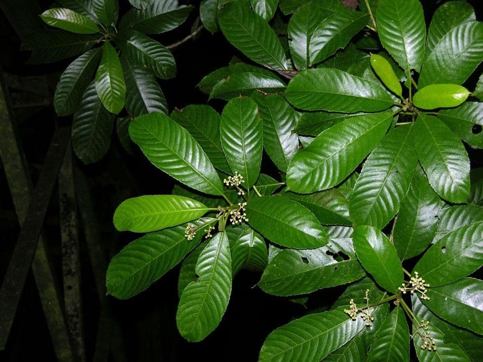 Saurauia 19