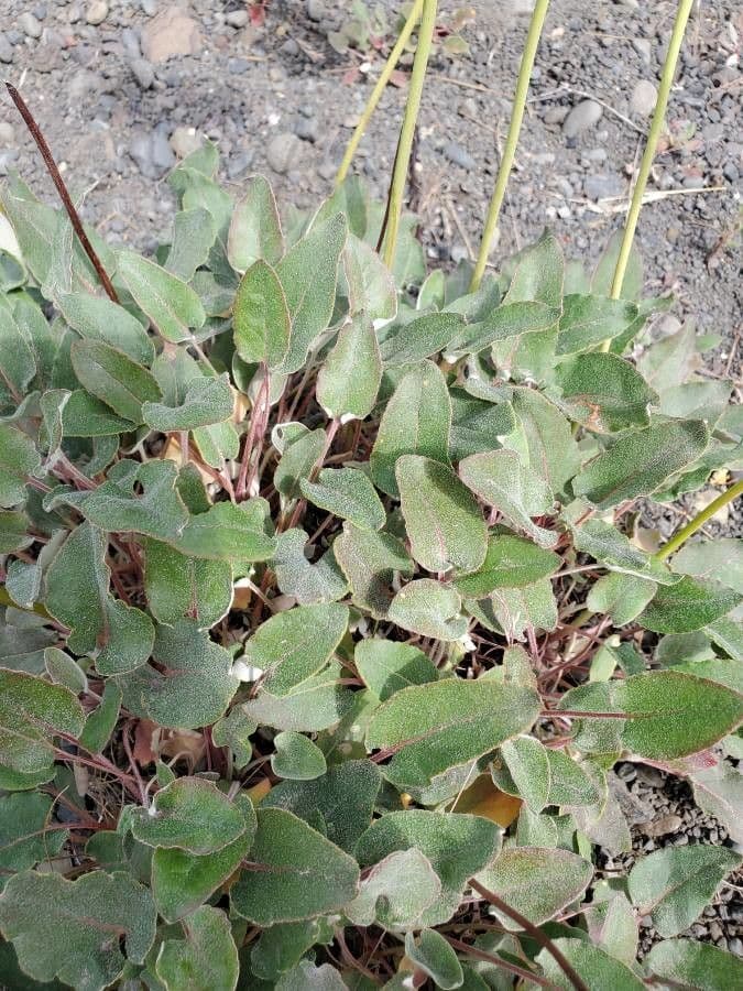 Eriogonum 12