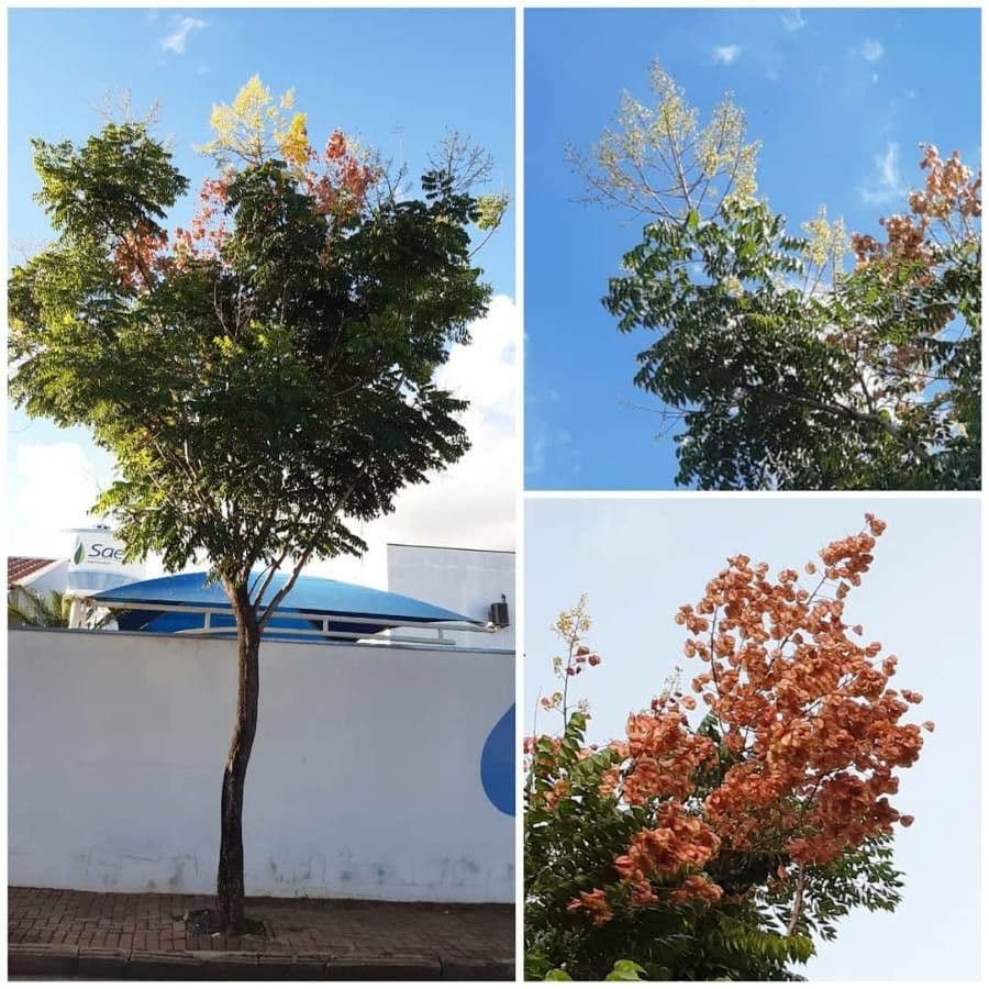 Chinesischer Lackbaum 12