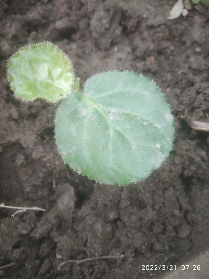 Bergenia 3