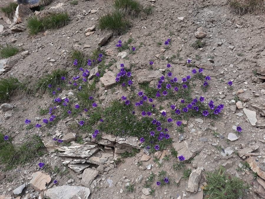Campanula alpestre 10
