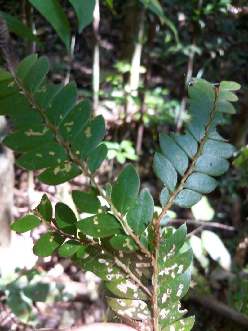 Anisophyllea 2