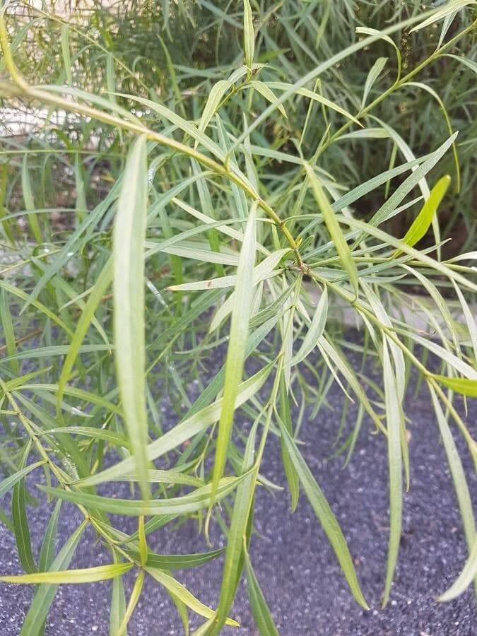 Freylinia 11