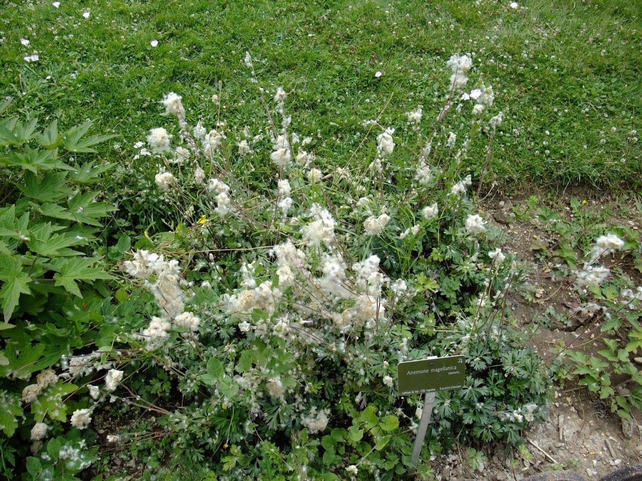 Anemone multifida 11