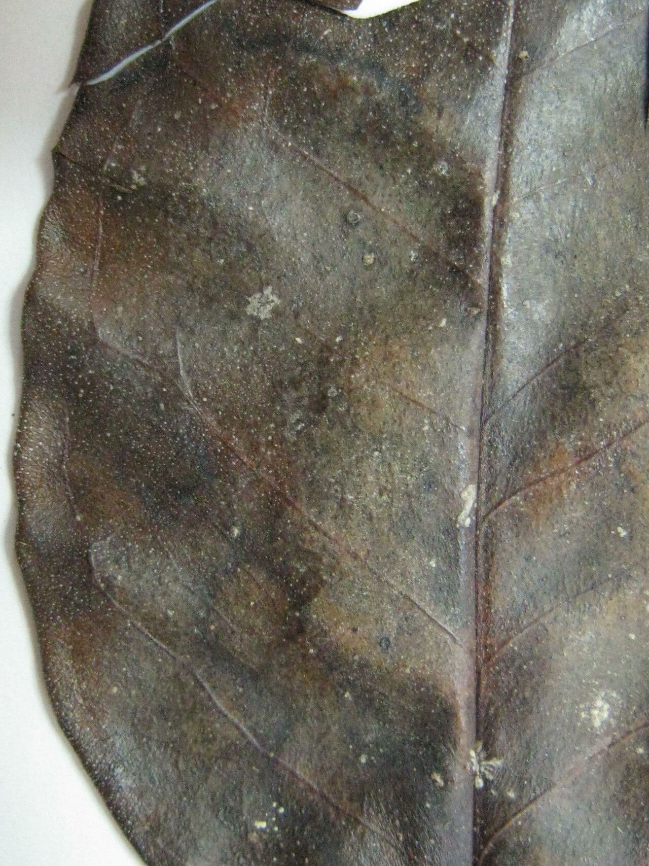 Mouriri vernicosa 3