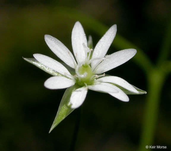 Stellaria boreale