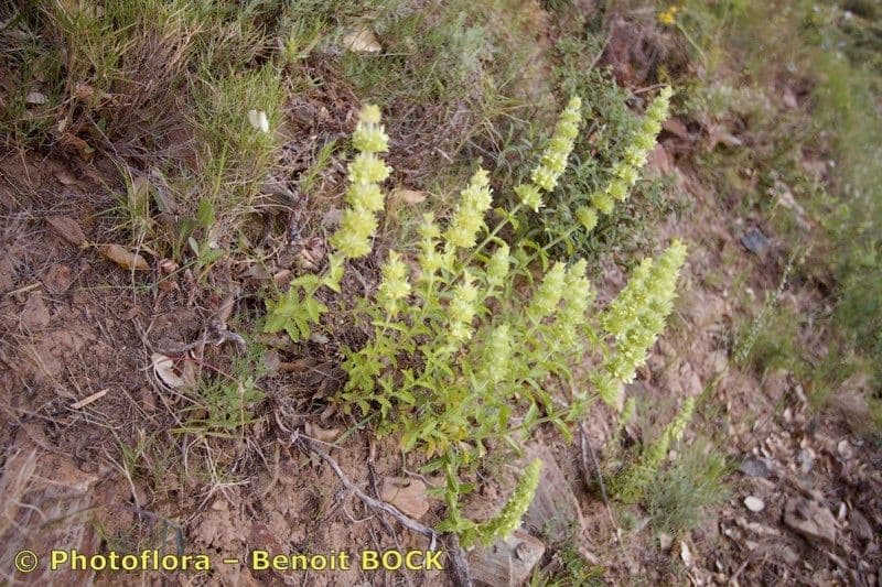 Sideritis 6
