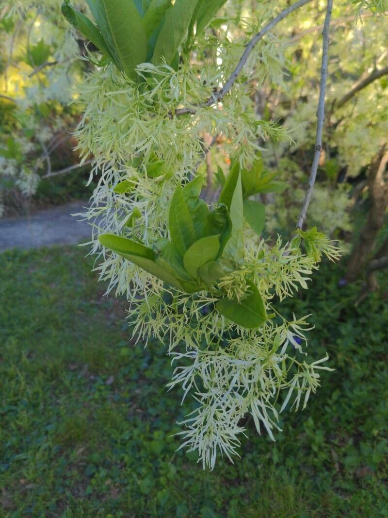 Chionanthus 8