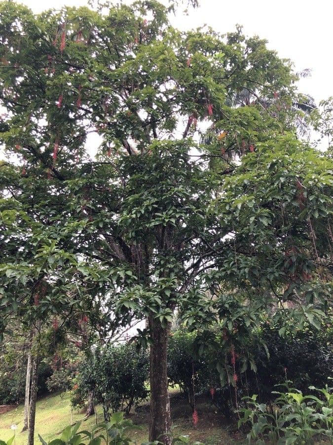 Barringtonia 11