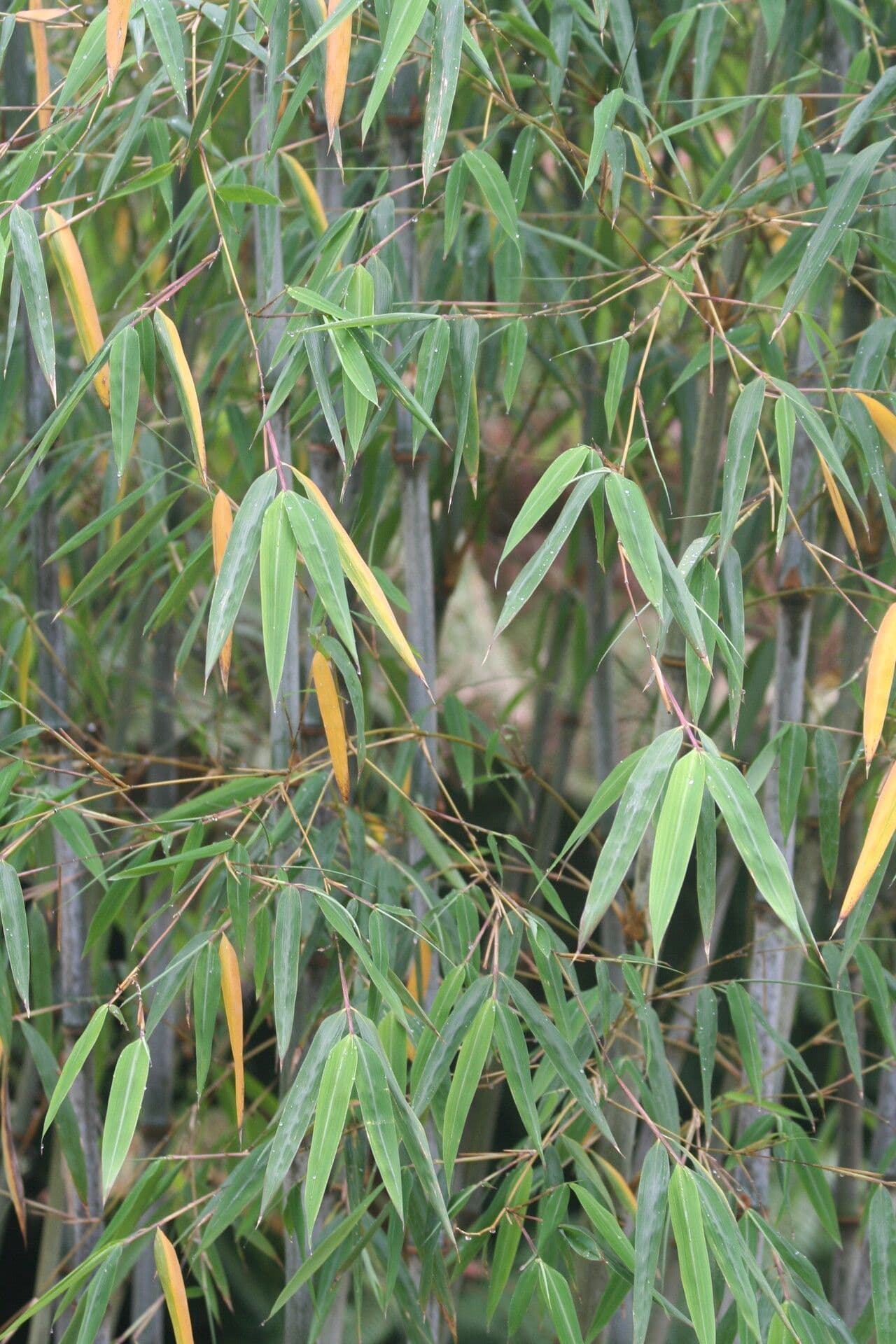 Bambù