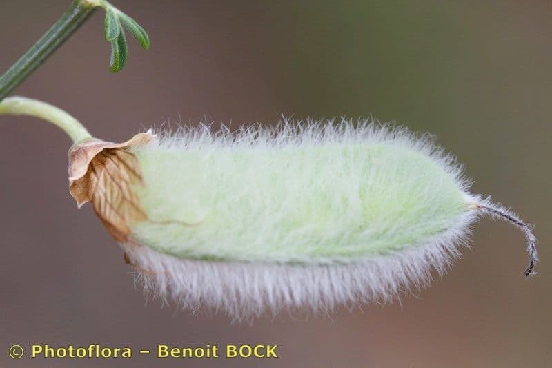 Janovec veľkokvetý 2