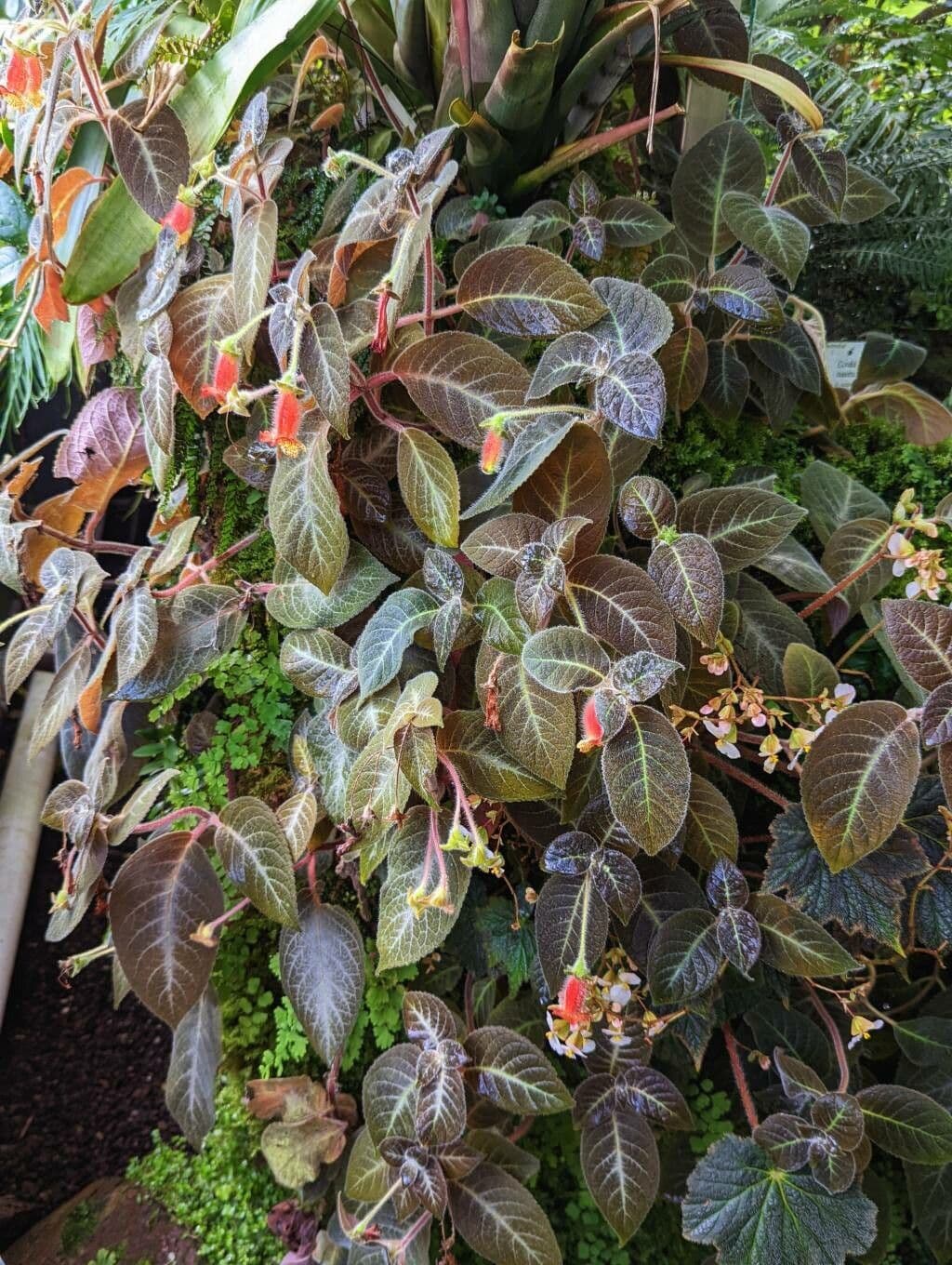 Kohleria 7