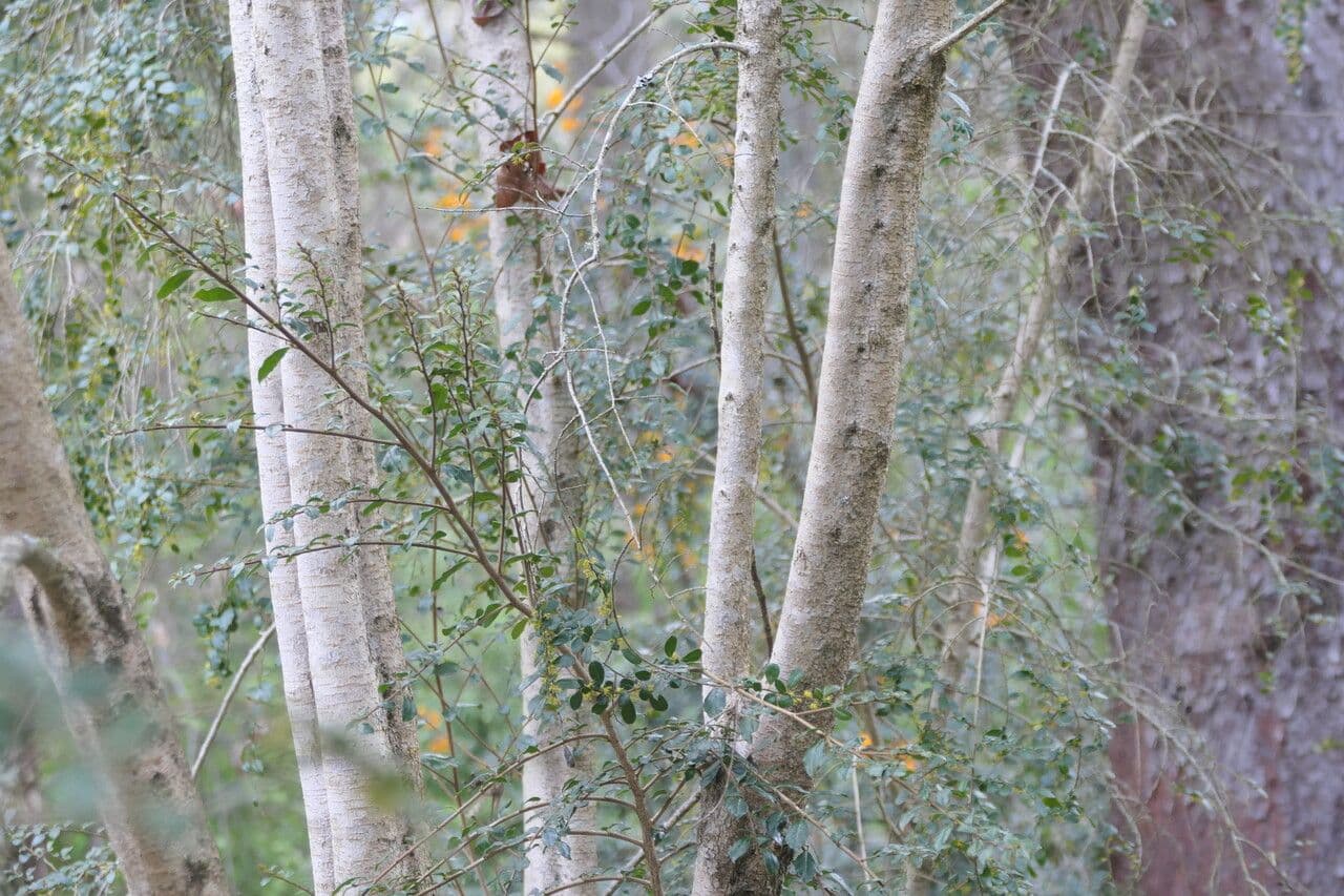 Azara microphylla 12