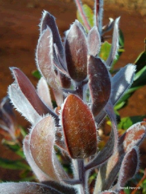 Melaleuca