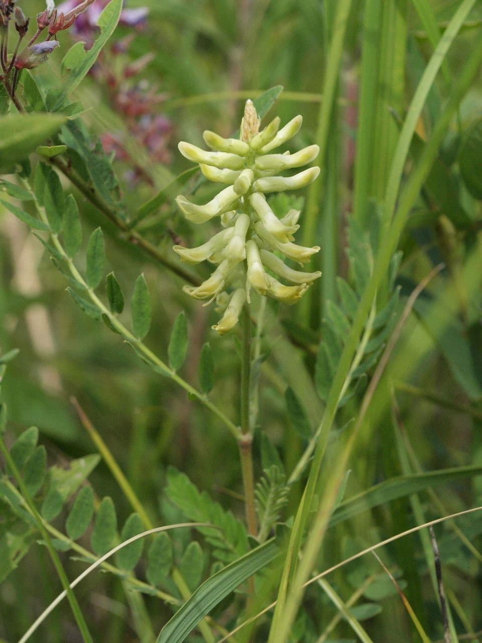 Astragalo canadese 9