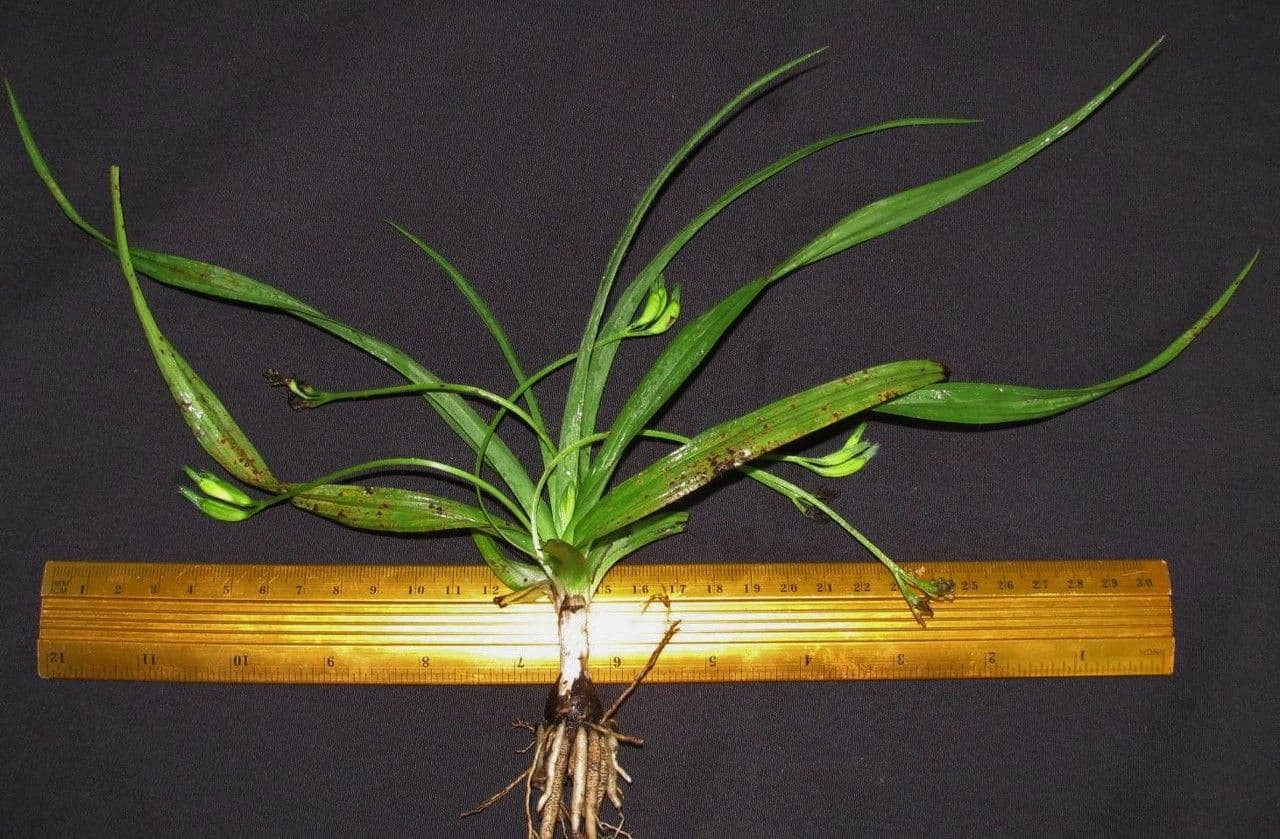 Hypoxis 12