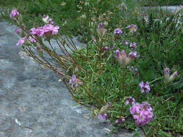 Steinrose 8
