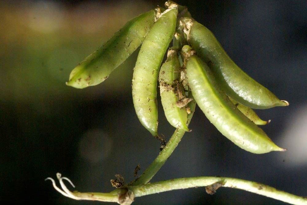 Astragalus depressus 2