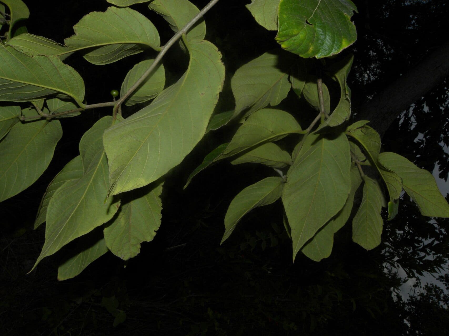 Cordia panamensis 11