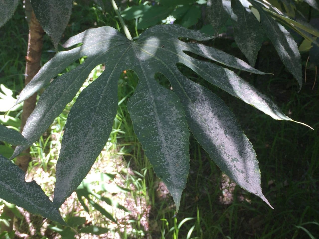 Fatsia 12