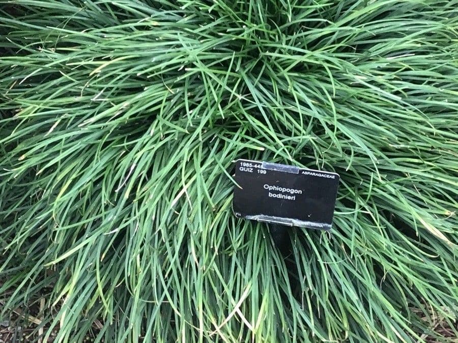 Ophiopogon