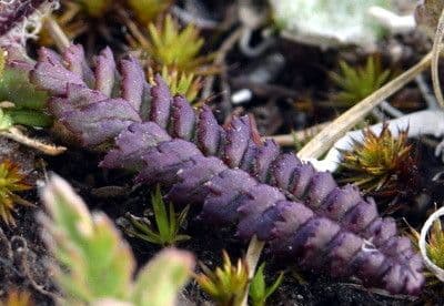 Pedicularis di Oeder 14