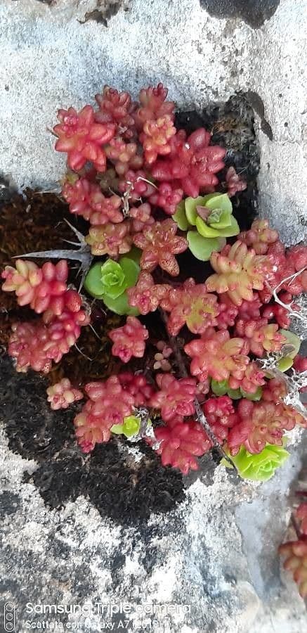 Borracina cerulea 12