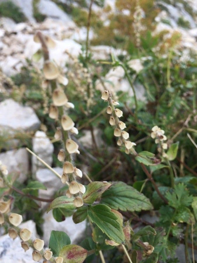 Tarczyca alpejska 2