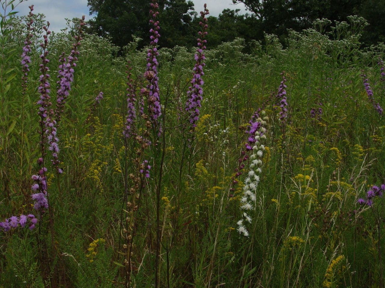 Liatris aspra 7