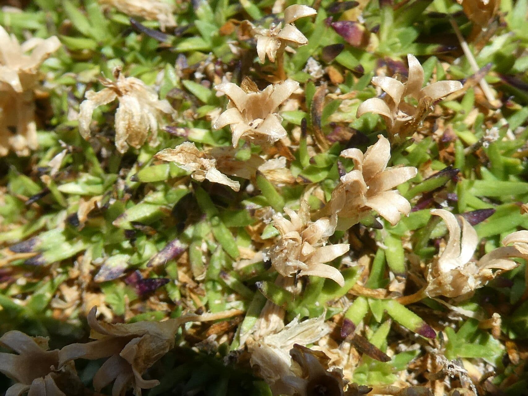 Silene a cuscinetto 5