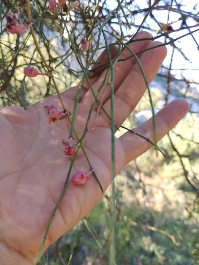 Efedra 7
