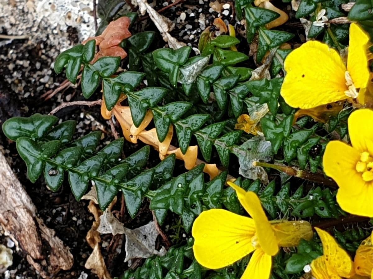 Morisia monanthos 14
