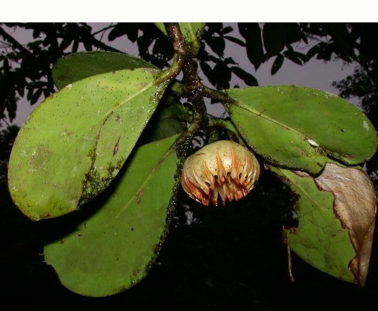 Clusia gialla 5
