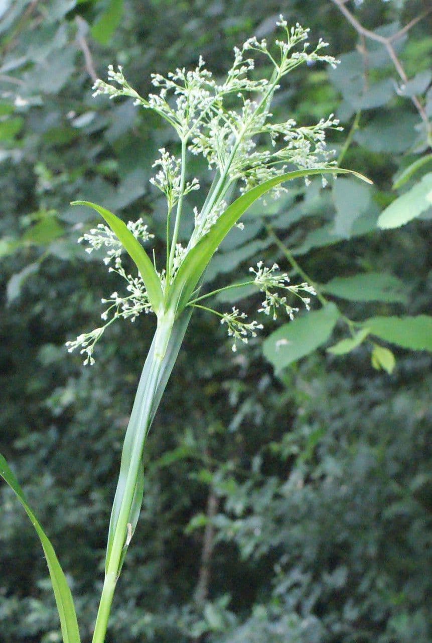 Wald-Simse 30