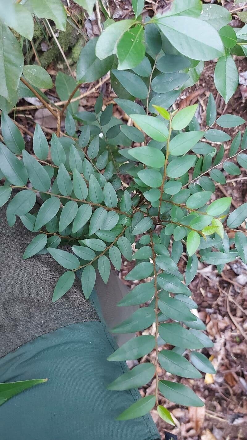 Phyllanthus 9