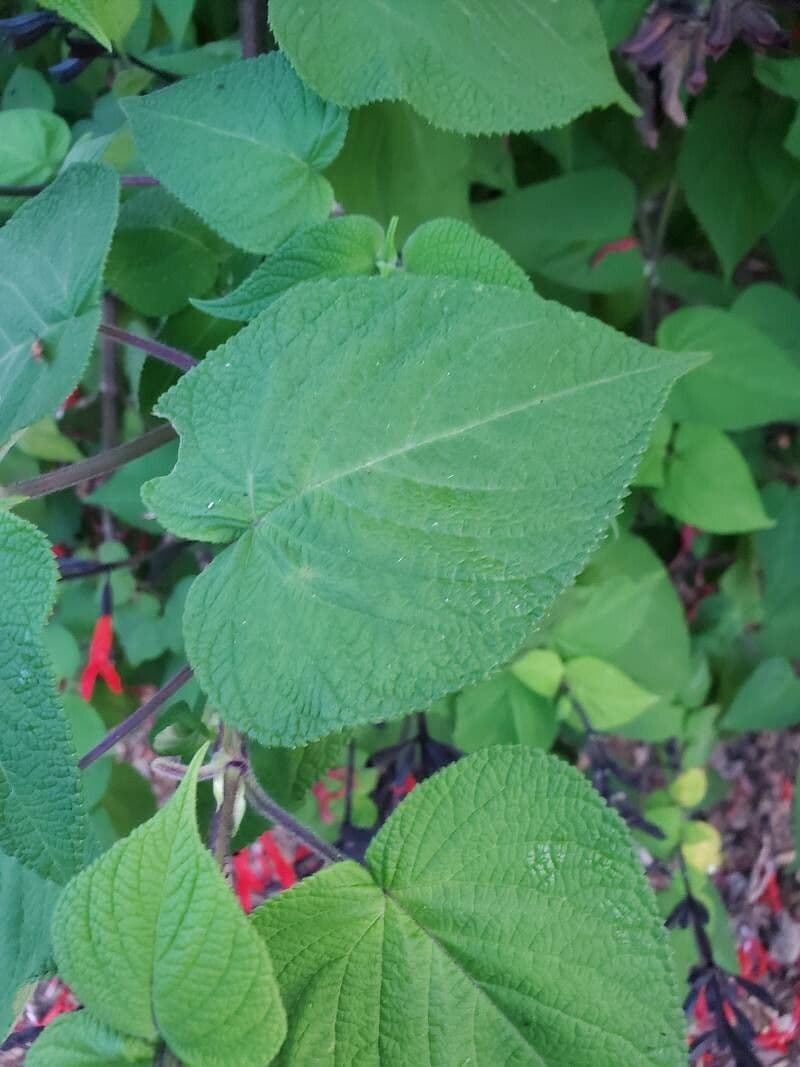 Salvia splendente 9