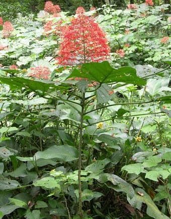 Lantana paniculata 12